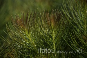 needle leaves